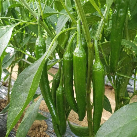 매운맛(스코빌) 순위 - 1